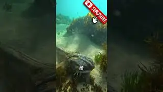ZOMBIE SHARK 😱 #shorts #shark #thalassophobia #creatures #viral