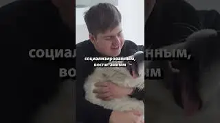 Собаки-терапевты и их роль в психическом здоровье людей