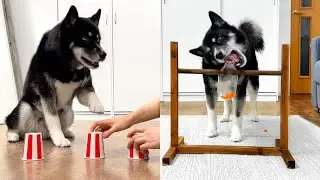 The Smartest Husky Monty! 5 Handmade Logical Toys For Dogs