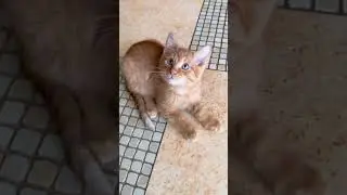 Симба младший #симба #shorts