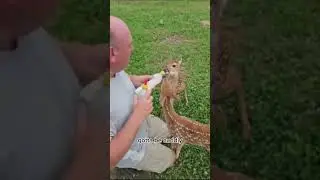 Guy bottle feeds two white tail fawns 