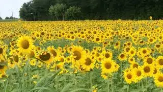 Sunflower field in Cazzago San Martino Brescia, Italy