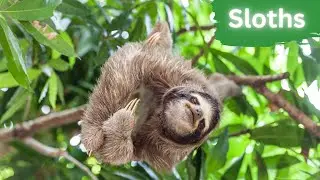 Sloths | Discover the Mesmerizing Beauty