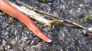 The Australian Flatworm (Australoplana Sanguinea)