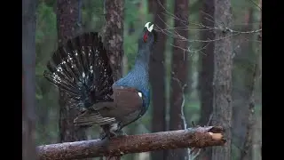 Глухарь на току