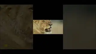 Львицы Взяли самцов хитростью #животные