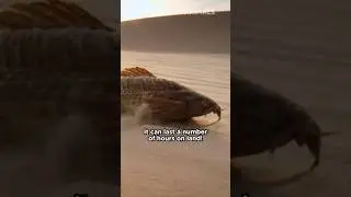 This Fish Breathes Through its Intestines!