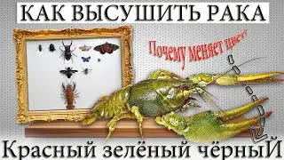 ✅ КАК ПРАВИЛЬНО ЗАСУШИТЬ РАКА? ПОЧЕМУ МЕНЯЕТ ЦВЕТ ?
