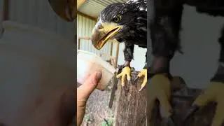 Reste sind das Beste 🥰Arielle liebt sie 🦅 #weißkopfseeadler #adler #falknerei