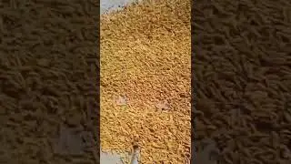 Bodoland नि सिख्ला 🥰💚🌾