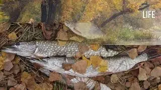 Погодные условия Щука осенью