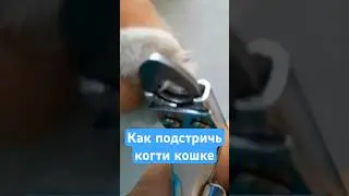 Как подстричь когти кошке или коту #кошки #когти