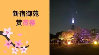 新宿御苑赏夜樱