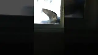 Голуби  ругаются за окном 😂