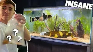 I Bought NEW Bumblebee CATFISH??? (They Eat Everything)