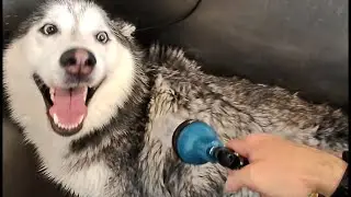 Husky Gets a Bath: Post-Skunk Encounter