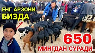 КУЗИ АРЗОНЛАБ КЕТДИ! КАРШИ МОЛ БОЗОРИ НАРХЛАРИ 10 АПРЕЛЬ 2022 QARSHI MOL BOZORI.
