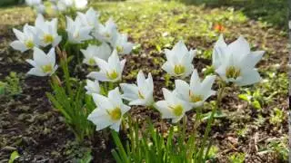 dreaming flowers