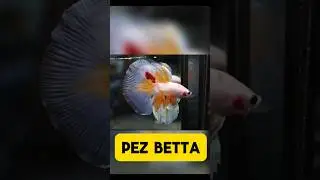 PEZ BETTA.. A qué no sabías Esto!!!!!!      #peces #pezbetta #pecestropicales #bettafish