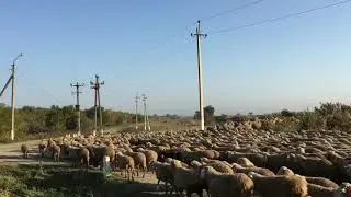 Перегон овец домой ( зимнее пастбище )