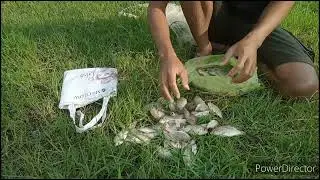 HASIL TANGKAPAN IKAN