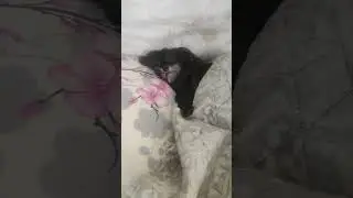 #орхидейки