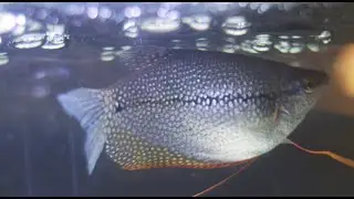 Pearl Gourami