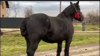 🔥Кобили PKZ на Продажу 💵🐴💪🔥💯