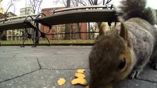 Squirrels in Washington Square Park with GoPro