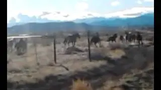Wild horses playing