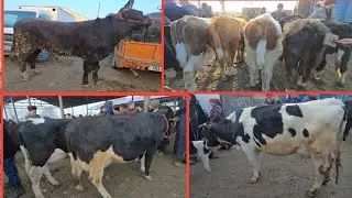 MANA YANGILIK YANGI NARXLARI SAMARQAND PASTDARGOM JUMA MOL QUY BOZORI UTKIR UZ