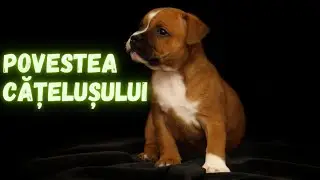Povestea catelusului schiop