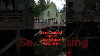 Seal Chasing Fish at Creek Street in Ketchikan Alaska 🦭