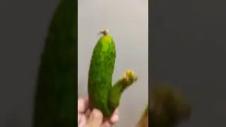 этот огурец определённо мальчик... #активвернись
