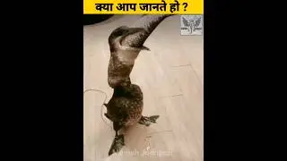 99% लोग नहीं जानते इस video का असली सच | #shorts #manishjodhpuri