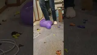 Balloon stomp popping barefoot