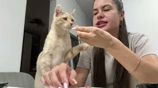 Руни и картошка) .