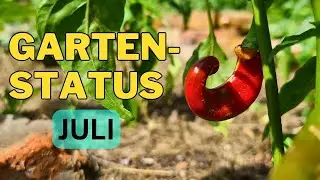Heilkräuter und Gemüse im Juli | Garten-Status