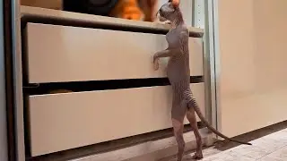 Кот всему голова!