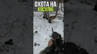 Охота на косулю! Бывает и такое)) Оптика помешала 