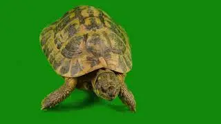 turtle green screen