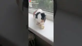 Он так мило кушает не правда ли