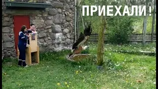 Новые обитатели зоопарка