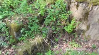 Каменные ступеньки в лесу