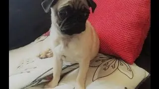 Pug- Don't sleep!