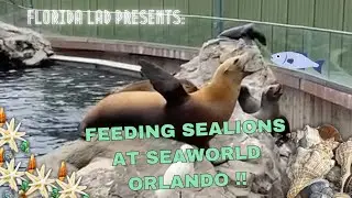 Feeding time frenzy with these playful sea lions at Seaworld Orlando! 🦭
