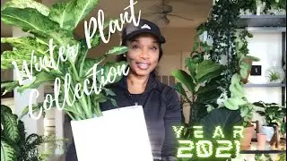 Winter Plant Collection 🌬🍃