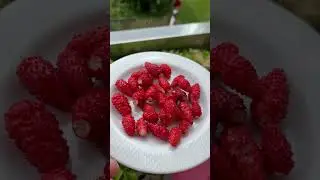 Земляника 🍓