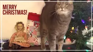 We Wish You a Merry Christmas (The Pets' Christmas Greeting to You)