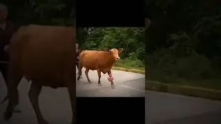 🤣🤣  cow did bombastic  joke #bombastic #funny #comedy #meme
